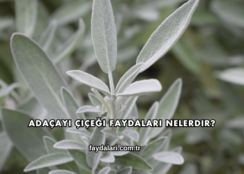 Adaçayı Çiçeği Faydaları Nelerdir?