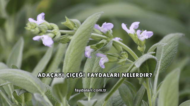 Adaçayı Çiçeği Faydaları Nelerdir?