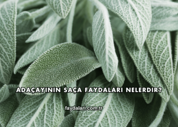 Adaçayının Saça Faydaları Nelerdir?