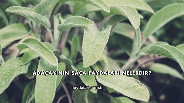 Adaçayının Saça Faydaları Nelerdir?