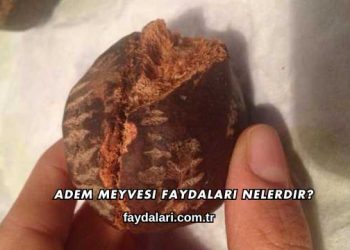 Adem Meyvesi Faydaları Nelerdir?