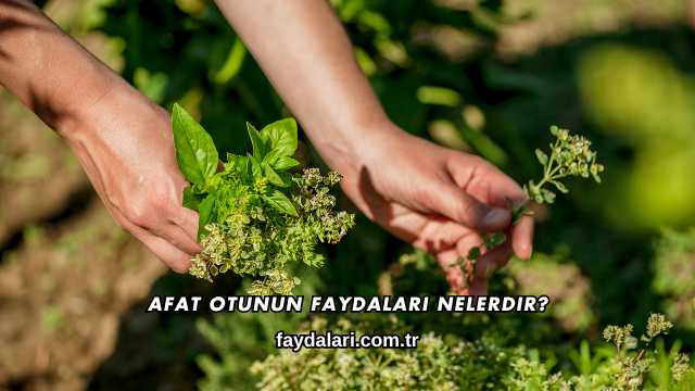 Afat Otunun Faydaları Nelerdir?