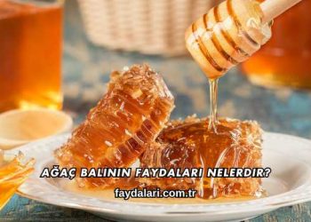Ağaç Balının Faydaları Nelerdir?