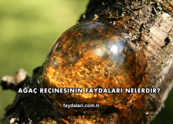 Ağaç Reçinesinin Faydaları Nelerdir?