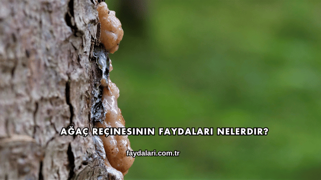 Ağaç Reçinesinin Faydaları Nelerdir?