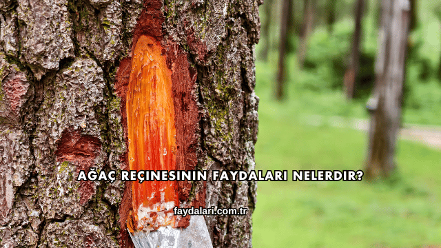 Ağaç Reçinesinin Faydaları Nelerdir?