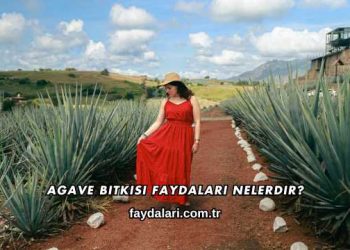 Agave Bitkisi Faydaları Nelerdir?