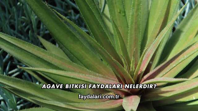 Agave Bitkisi Faydaları Nelerdir?