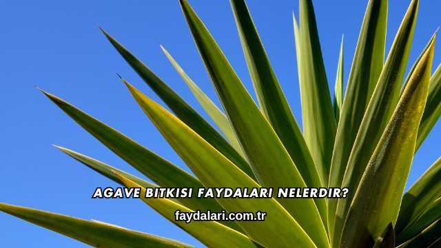 Agave Bitkisi Faydaları Nelerdir?