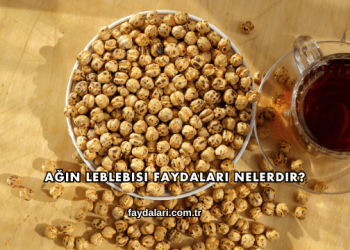 Ağın Leblebisi Faydaları Nelerdir?