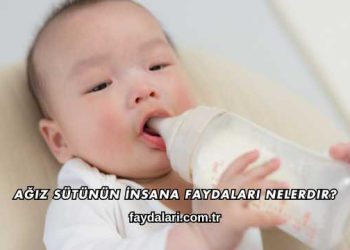 Ağız Sütünün İnsana Faydaları Nelerdir