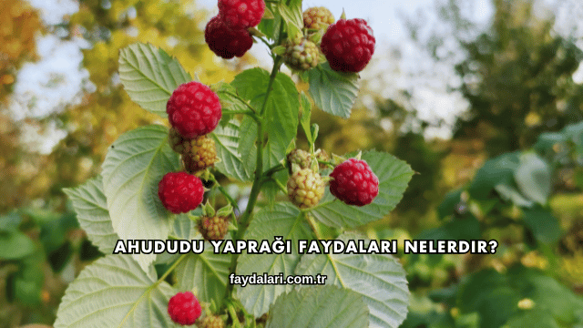 Ahududu Yaprağı Faydaları Nelerdir?