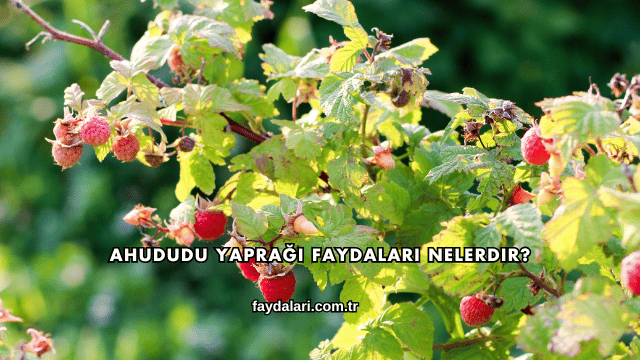 Ahududu Yaprağı Faydaları Nelerdir?