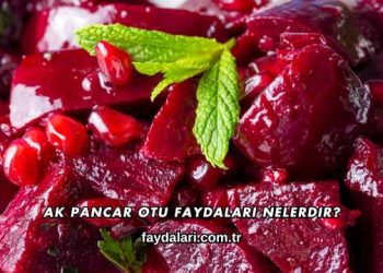 Ak Pancar Otu Faydaları Nelerdir?
