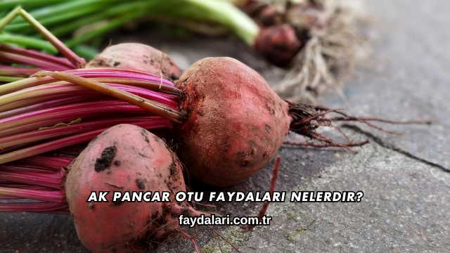 Ak Pancar Otu Faydaları Nelerdir?