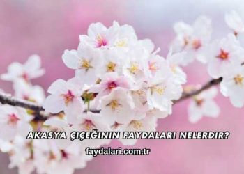 Akasya Çiçeğinin Faydaları Nelerdir?