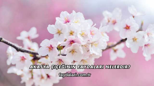Akasya Çiçeğinin Faydaları Nelerdir?