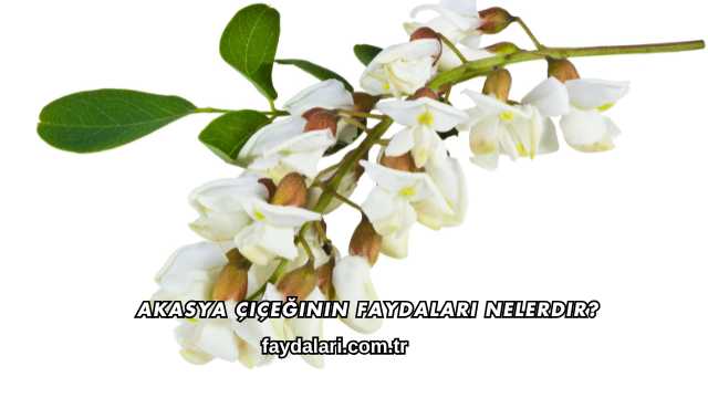 Akasya Çiçeğinin Faydaları Nelerdir?