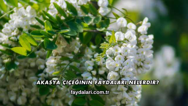 Akasya Çiçeğinin Faydaları Nelerdir?