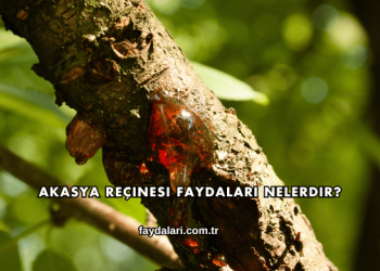 Akasya Reçinesi Faydaları Nelerdir?