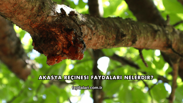 Akasya Reçinesi Faydaları Nelerdir?