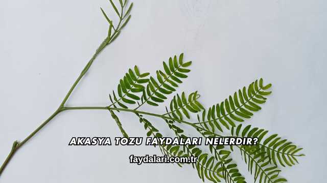 Akasya Tozu Faydaları Nelerdir?