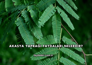 Akasya Yaprağı Faydaları Nelerdir?