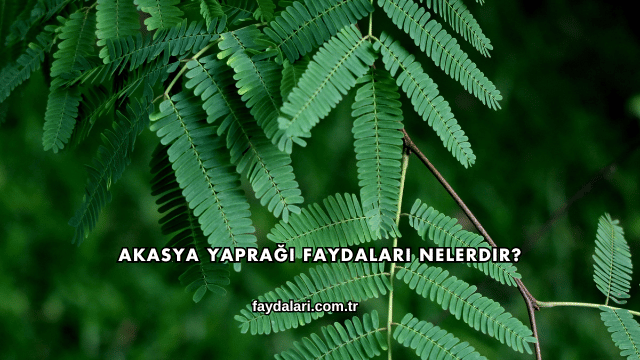 Akasya Yaprağı Faydaları Nelerdir?