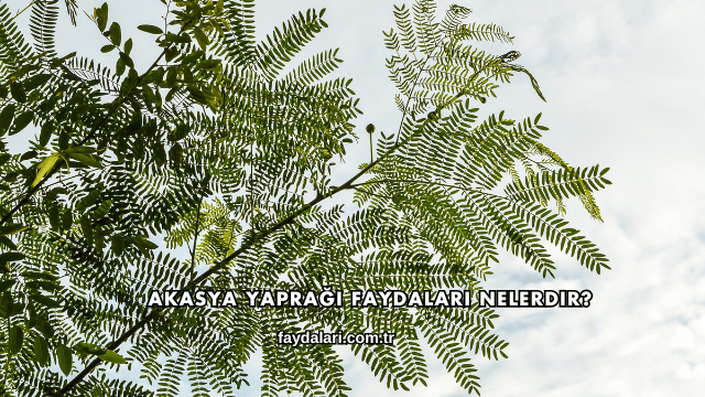 Akasya Yaprağı Faydaları Nelerdir?
