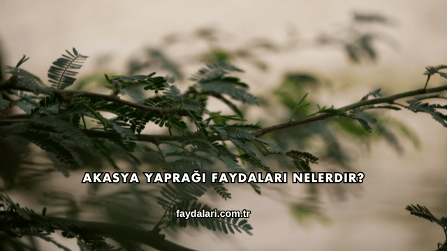 Akasya Yaprağı Faydaları Nelerdir?