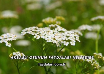 Akbaşlı Otunun Faydaları Nelerdir?