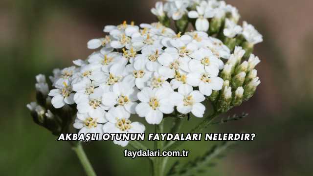 Akbaşlı Otunun Faydaları Nelerdir?