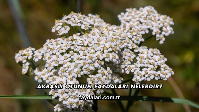 Akbaşlı Otunun Faydaları Nelerdir?