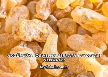 Akgünlük Boswellia Serrata Faydaları Nelerdir?