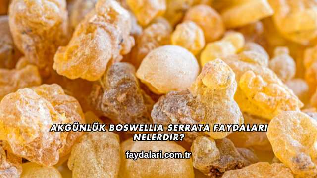 Akgünlük Boswellia Serrata Faydaları Nelerdir?