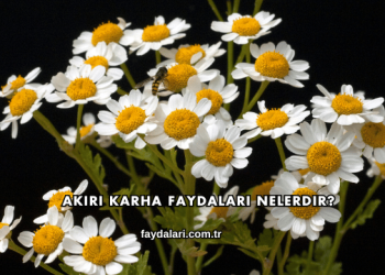 Akırı Karha Faydaları Nelerdir?