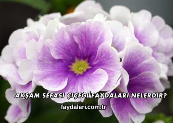 Akşam Sefası Çiçeği Faydaları Nelerdir?