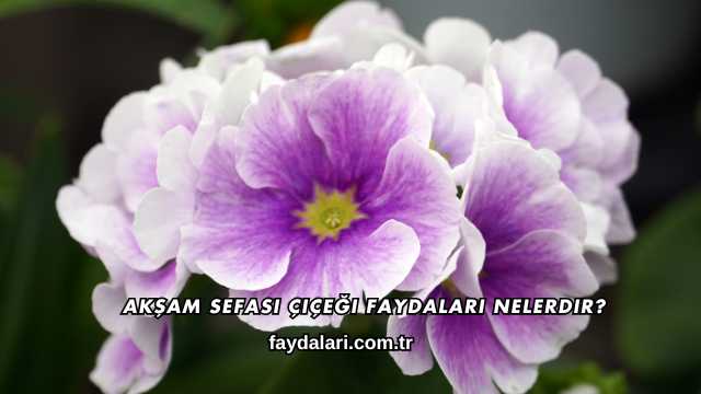 Akşam Sefası Çiçeği Faydaları Nelerdir?