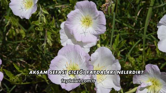Akşam Sefası Çiçeği Faydaları Nelerdir?