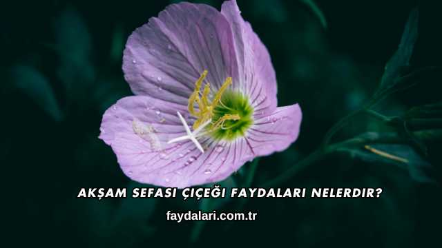 Akşam Sefası Çiçeği Faydaları Nelerdir?