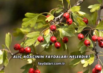 Alıç Ağacının Faydaları Nelerdir?