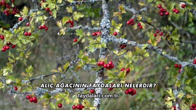 Alıç Ağacının Faydaları Nelerdir?