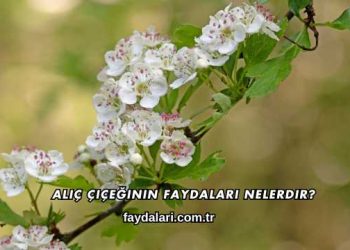 Alıç Çiçeğinin Faydaları Nelerdir?