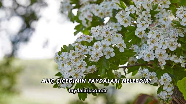 Alıç Çiçeğinin Faydaları Nelerdir?