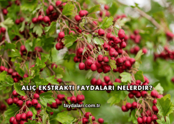 Alıç Ekstraktı Faydaları Nelerdir?