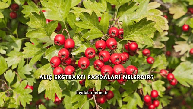 Alıç Ekstraktı Faydaları Nelerdir?