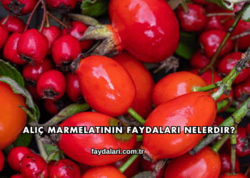Alıç Marmelatının Faydaları Nelerdir?