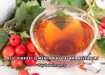 Alıç Sirkesi İçmenin Faydaları Nelerdir?