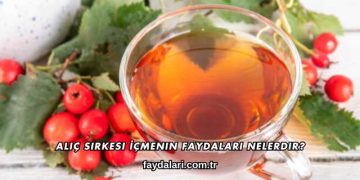 Alıç Sirkesi İçmenin Faydaları Nelerdir?