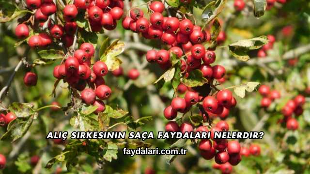 Alıç Sirkesinin Saça Faydaları Nelerdir?